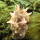 Batangas Nudibranch