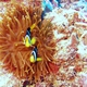 Yellowtail Clownfish