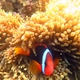 Fire Clownfish