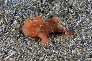 Painted Frogfish (Juvenile)