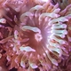 Bulb-tentacle Sea Anemone