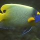 Yellowface Angelfish
