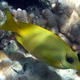 Blue-spotted Spinefoot