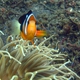 Yellowtail Clownfish